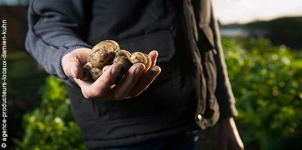 pommes de terre dans les mains d'un paysan